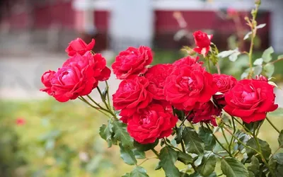 Фото розы майзер в стандартном разрешении jpg