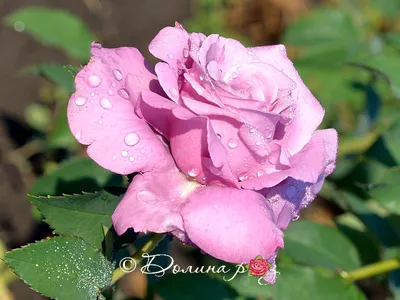 Очаровательное изображение розы майзер