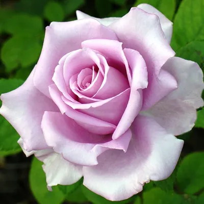 Фото розы майзер в стандартном размере jpg