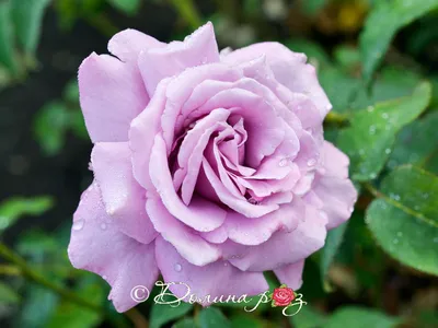Изображение розы майзер в формате png для сохранения