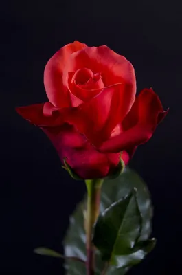 Роза Маниту: великолепная картинка для скачивания