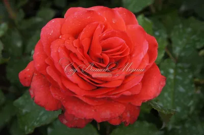 Роза Маниту во всей красе: фото в высоком качестве