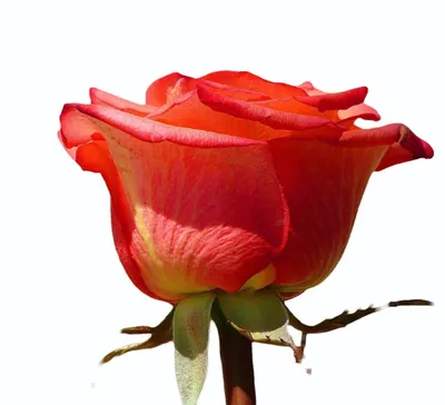Роза Маниту в формате webp: выберите желаемый размер