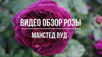 Фотка Розы Манстед Вуд с эффектами