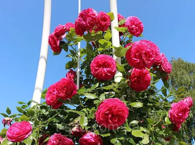 Фото розы маритим в классическом стиле