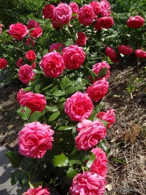 Роза маритим в формате png с утонченной гаммой цветов