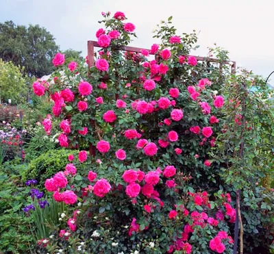 Удивительная роза маритим в формате webp