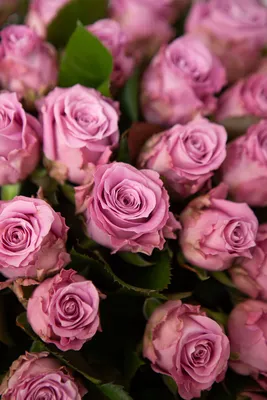 Картинка розы маритим с яркой цветовой палитрой