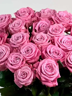 Фото розы маритим с насыщенными цветами