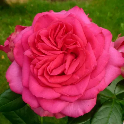 Красивая роза маритим в формате webp для скачивания