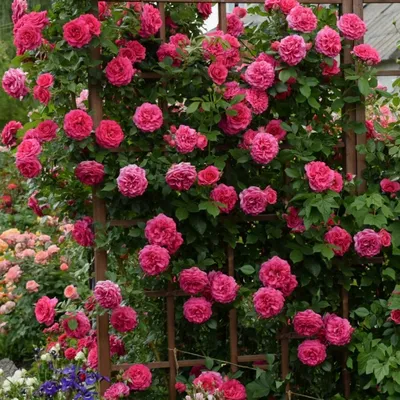 Уникальное изображение розы маритим для скачивания