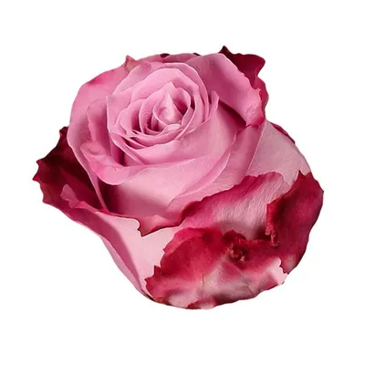 Фотография розы маритим с эффектом движения