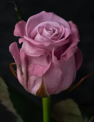 Изображение розы маритим с мягким и романтическим взглядом