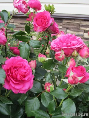 Фотография розы маритим в высоком разрешении