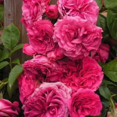 Уникальное фото розы маритим с особым эстетическим подходом