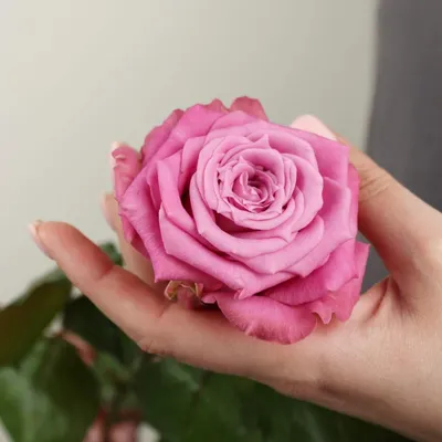 Красивая роза маритим в формате webp с впечатляющими тонами цветов