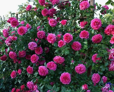 Роза маритим с прекрасной цветочной композицией