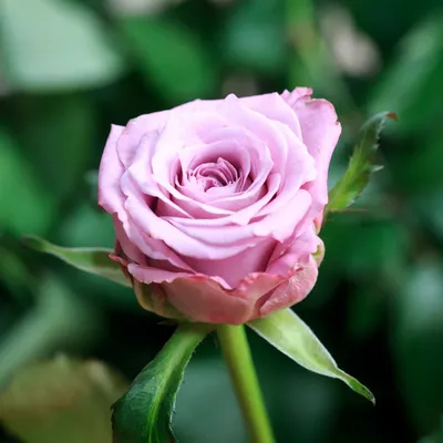 Изображение розы маритим с великолепным фоном