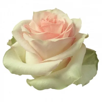 Роза марципан великолепной красоты