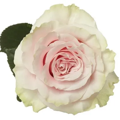 Очаровательная роза марципан на фото