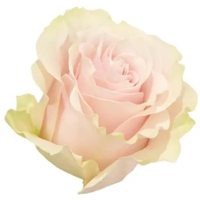 Искусные снимки розы марципан