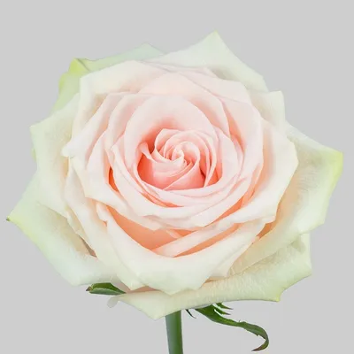 Красивые изображения розы марципан