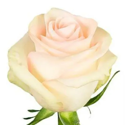 Роза марципан: картина в цвете