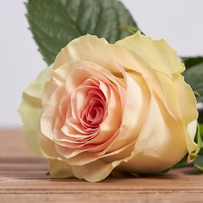 Уникальные снимки розы марципан