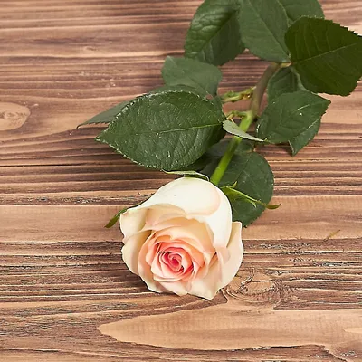Орнаментальные фотографии розы марципан