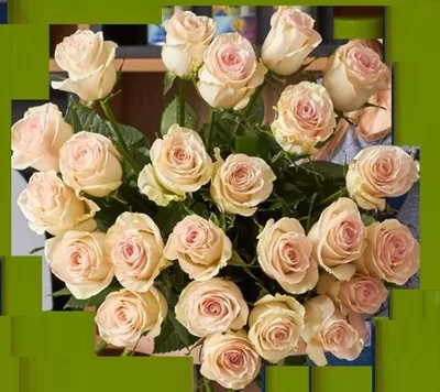 Изысканные фото розы марципан