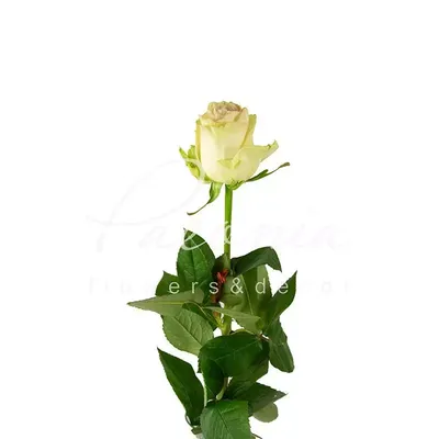 Фото розы марципан в формате png
