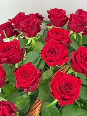 Уникальные кадры розы марципан
