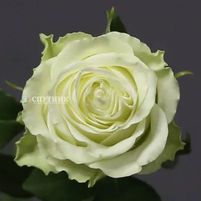 Величественная роза марципан на фото