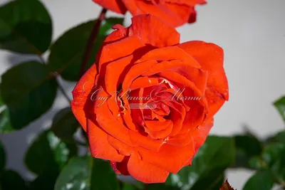 Фото розы марципан с высокой детализацией
