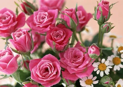 Очаровательные изображения розы марципан