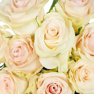 Лучшие изображения розы марципан для скачивания