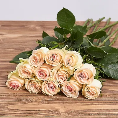 Прекрасная фотография розы марципан