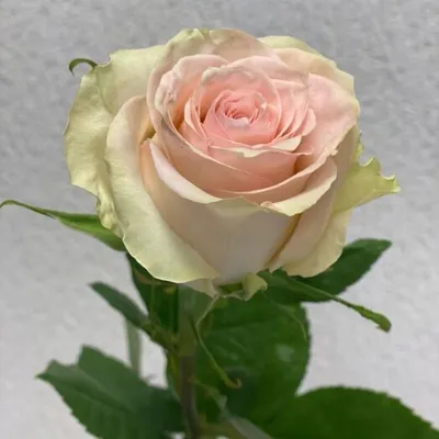 Впечатляющие изображения розы марципан