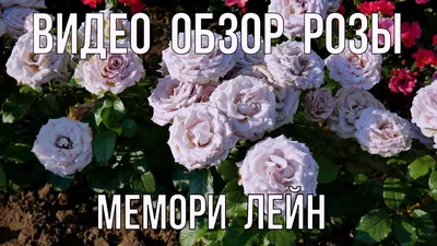 Форматы скачивания: jpg, png, webp - Роза мемори