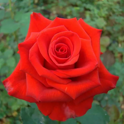 Фото розы Роза мерседес в формате jpg