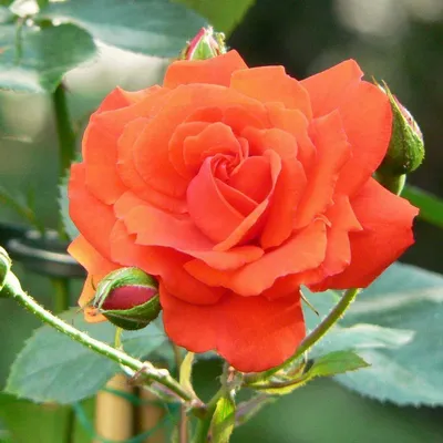 Роза мерседес: красивая фотка для вашего веб-сайта