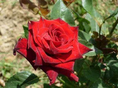 Изображение розы мерседес в формате webp для скачивания