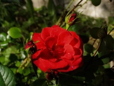 Фото розы мерседес с возможностью выбора формата для скачивания