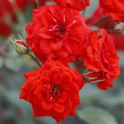 Фотография розы мерседес для скачивания в webp