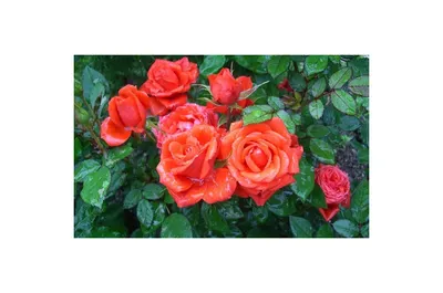 Фотография розы мерседес в высоком разрешении для фотостудий