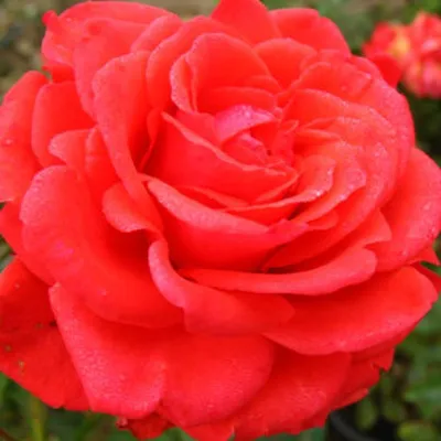 Красивая роза мерседес: картинка высокого качества