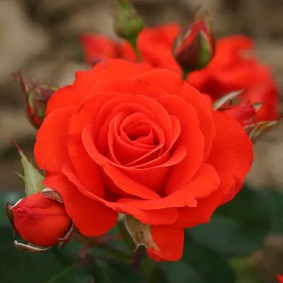 Изображение розы мерседес в формате jpg для скачивания