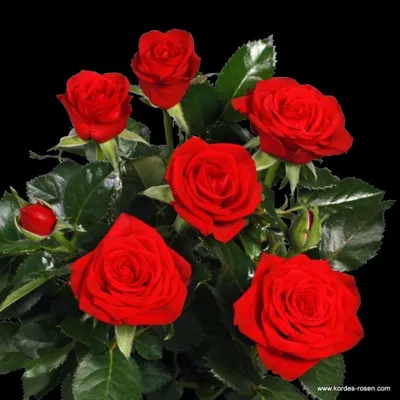 Фото розы мерседес в формате png для украшения веб-сайтов