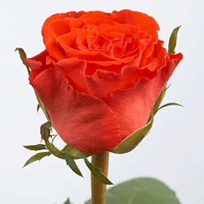 Фото розы мерседес в формате png с возможностью выбора размера
