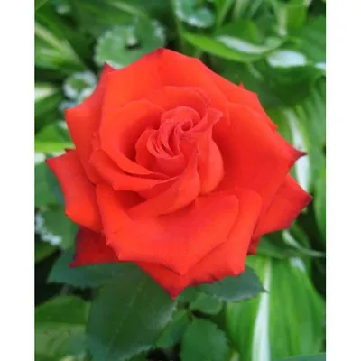 Фотография розы мерседес с вариантом скачивания в png